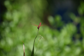 red dragonfly on a green leaf