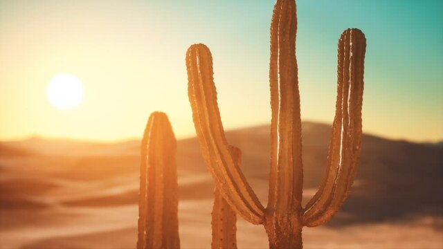 Saguaro Cactus on the Sonoran desert in Arizona