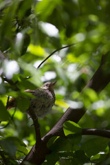 Obraz premium Juvenile Brown Thrasher Bird
