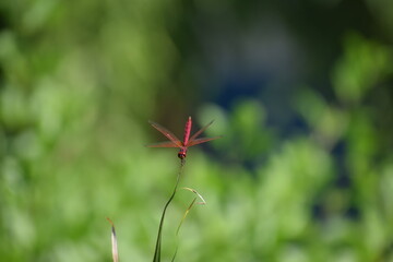 red and yellow flower