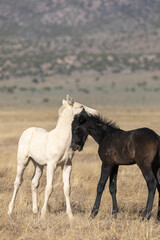 Fototapeta na wymiar Pair of Cute Wild Horse Foals in the Utah Desert