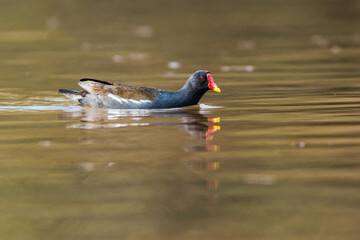 Common Moorhen, Gallinula chloropus, waterhen, swamp chicken