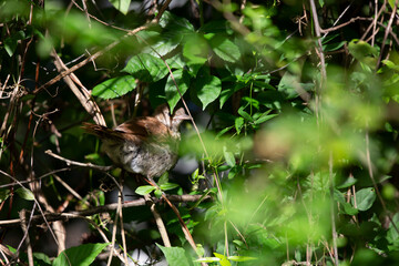 Partially Hidden Juvenile Brown Thrasher