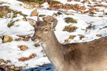 Close-up of a young fallow deer buck in winter