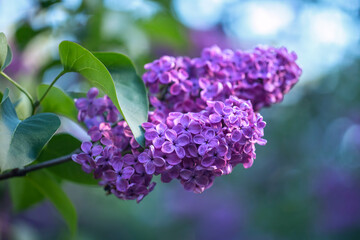 Spring Lilac branch, spring tree. Shallow DOF