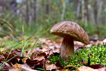 Porcini Cep White Mushroom King Boletus Pinophilus. Fungal Mycelium in moss in a forest. Big bolete mushrooms in nature. Mushrooming harvesting season. Fungi plants