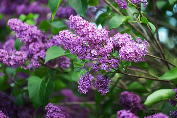 Spring Lilac branch, spring tree. Shallow DOF