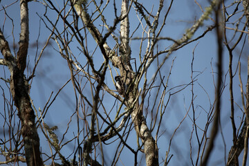 Hairy Woodpecker