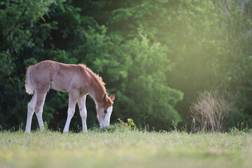Naklejka na ściany i meble Peaceful spring morning on farm with foal horse grazing in sunshine of Texas pasture field.