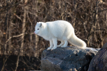 Adorable all-white Arctic fox (Vulpes lagopus) with a pink nose contemplating a big jump