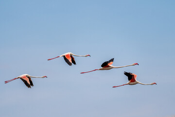 Flamingoes flying