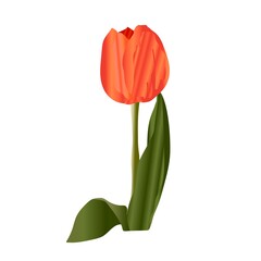 Botanical illustration. Spring flower. Tulip.