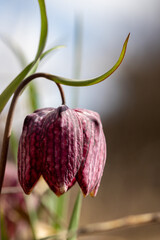 Snake's Head Fritillary (Fritillaria meleagris) in the meadow in early spring