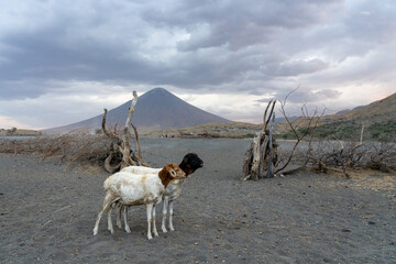goats in front of oldoinyo lengai volcano in the evening 