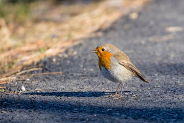 Little european robin bird standing on the road