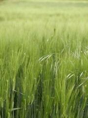 green wheat field