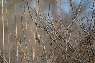 Field Sparrow in a Field