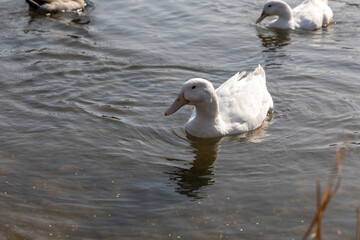 Ducks and ducks swimming in the pond