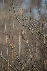 Field Sparrow in a Field