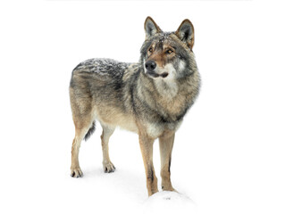 Obraz premium Gray wolf stands on the snow isolated on white background