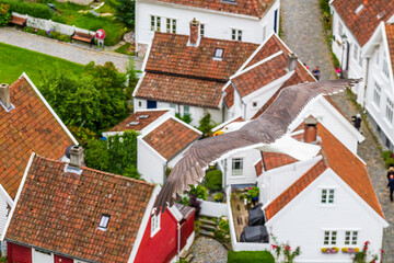 seagull flying over houses in Stavenger Norway