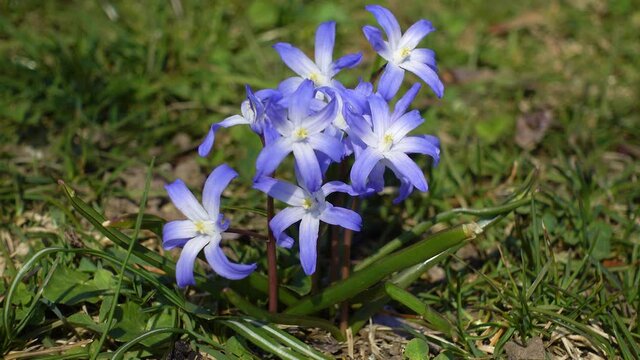 Sternhyazinthe (Chionodoxa) - Gruppe blaue Bl&uuml;ten in einer Wiese im Wind