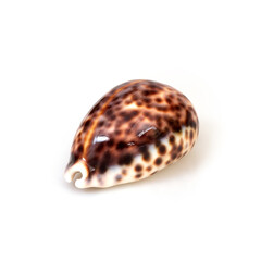 Natural sea shell isolated on a white background