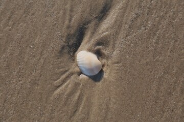 White shell on the dark beach sand. water marks left in the sand.