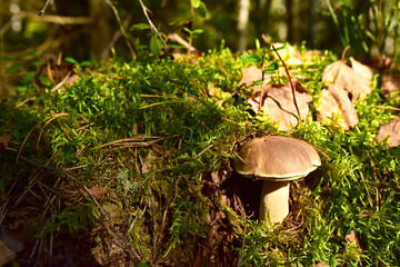 White mushroom in forest in autumn. Big boletus grows in the wildlife against the background of green moss. Porcini bolete mushrooms. Season for picked gourmet mushrooming.