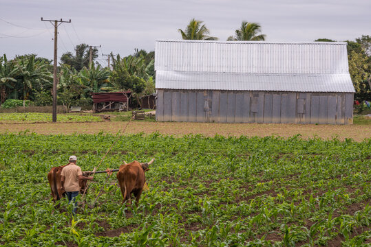 Paisaje agr&iacute;cola con campesino arando con bueyes  en el Valle de Vi&ntilde;ales, Cuba