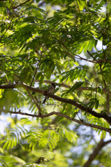 Eastern Wood Pewee Bird