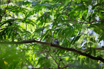 Weary Eastern Wood Pewee Bird