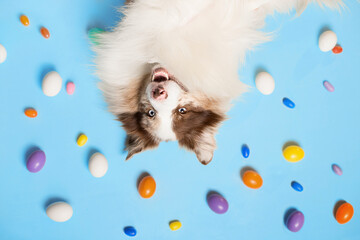 dog and easter eggs