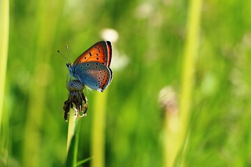 butterfly on a blurry green background