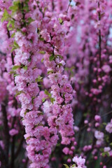 Obraz premium close up of lilac flowers