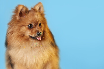 pomeranian dog portrait with candy