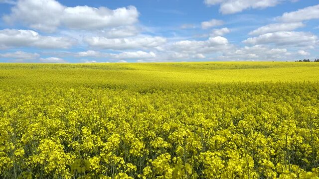 Bl&uuml;hendes Rapsfeld im Wind - erste H&auml;lfte mit ziehenden Schatten, zweiter Teil sonnig