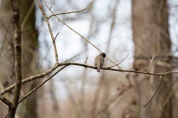 Curious Eastern Phoebe