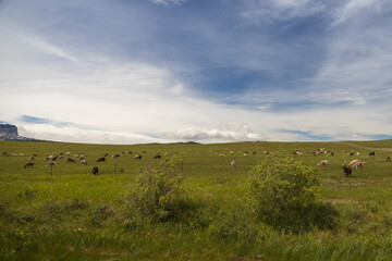 Obraz premium Goats grazing in Montana