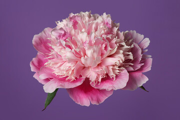 Delicate pink peony flower isolated on violet background.