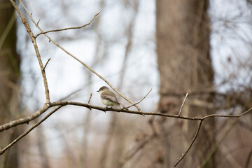 Curious Eastern Phoebe