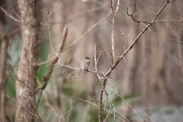 Eastern Phoebe on a Tree