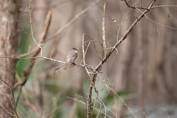 Curious Eastern Phoebe