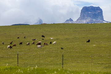 Goats grazing in Montana