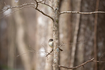 Curious Eastern Phoebe
