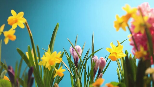 Spring Flowers On Blue Sky Background