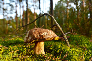 Porcini Cep White Mushroom King Boletus Pinophilus. Fungal Mycelium in moss in a forest. Big bolete mushrooms in wildlife in of sunbeams. Mushrooming harvesting season. Fungi plants