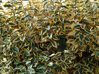 Cornus alba 'Elegantissima' or  Red-barked dogwood with attractive green variegated leaves creamy-yellow or ivory marginated, turning reddish-orange in autumn on bright red stems