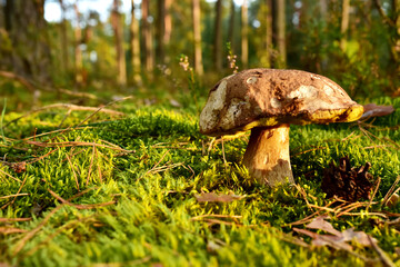 Porcini Cep White Mushroom King Boletus Pinophilus. Fungal Mycelium in moss in a forest. Big bolete mushrooms in wildlife in of sunbeams. Mushrooming harvesting season. Fungi plants