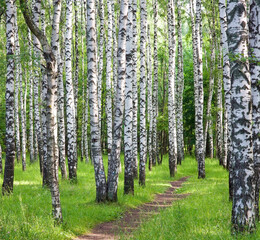 Naklejka premium Summer walking path through the birch forest in summer in July